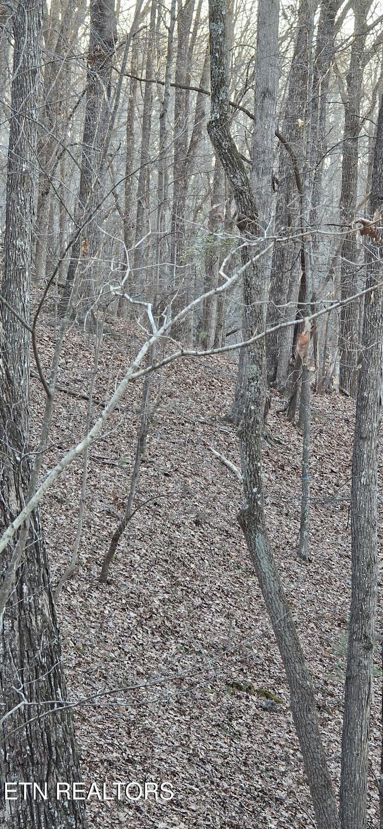 119 Pineridge Loop Fairfield Glade, TN 38558 - Photo 7 of 34 NATURAL LANDSCAPING
