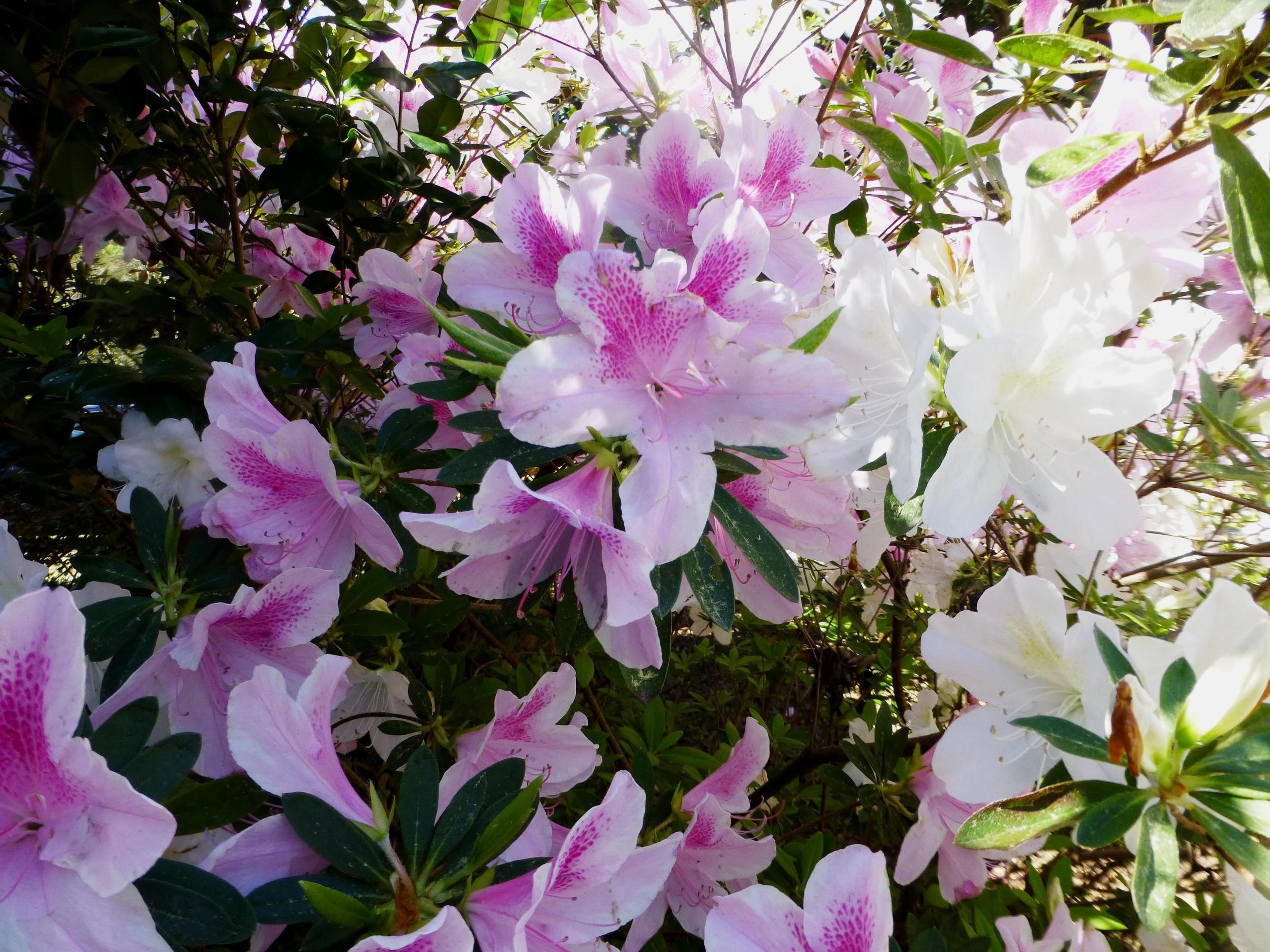 496 Montrose Road Raeford, NC 28376 - Photo 11 of 21 Dawn Smith more beautiful flowers on pro
