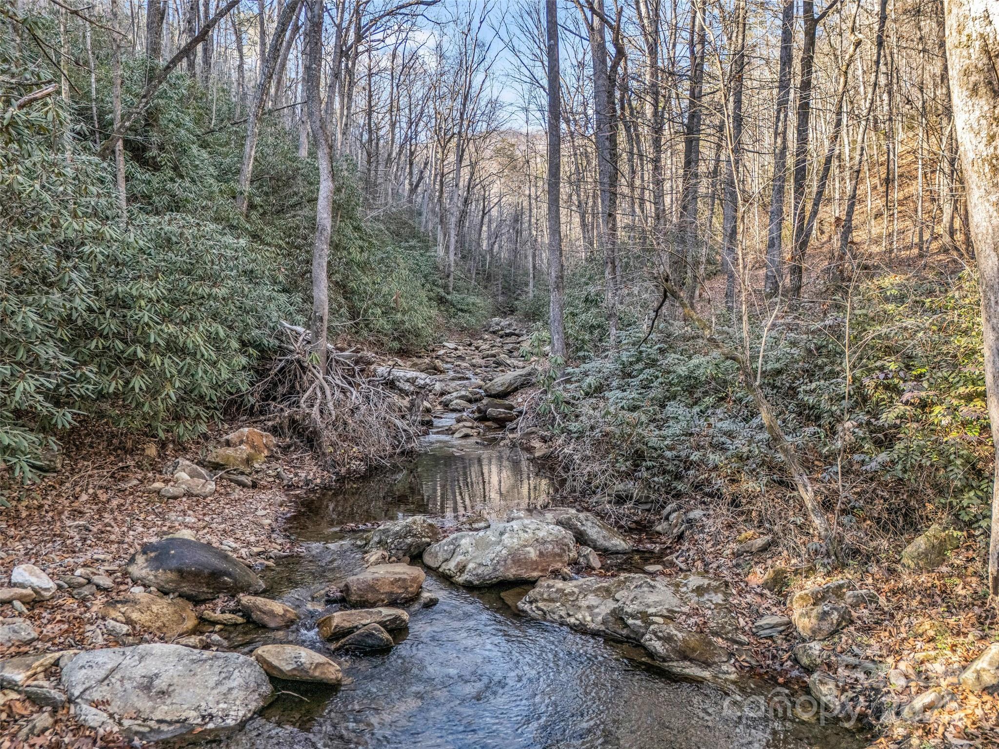 61 Deep Gap Farm Road East Mill Spring, NC 28756 - Photo 14 of 29 a view of a forest with a tree