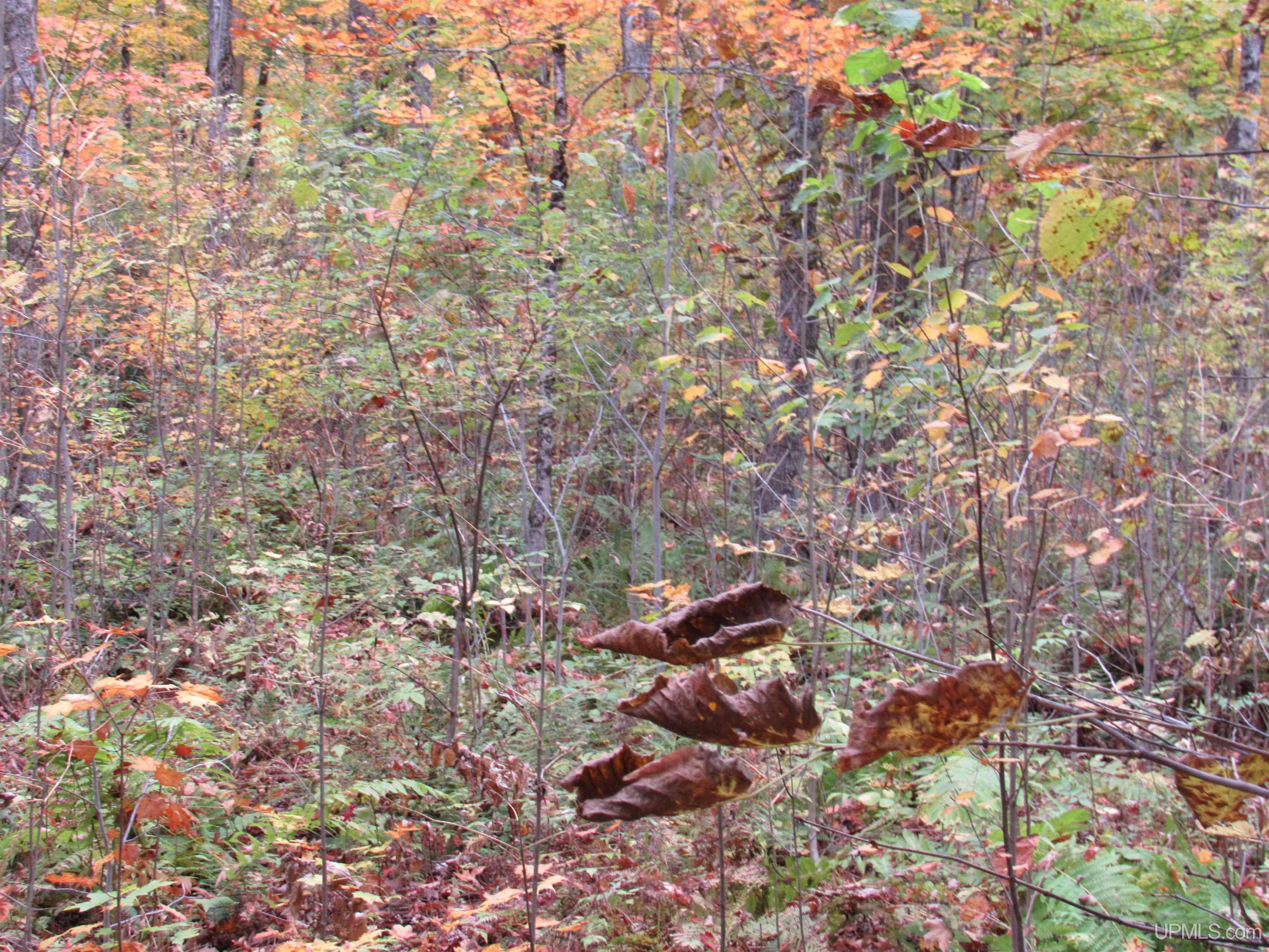 5800 Wolf Lake Road Watersmeet, MI 49969 - Photo 55 of 86