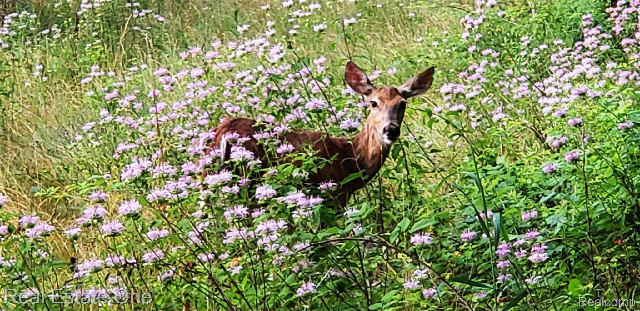6480 Mayfair Road Utica, MI 48317 - Photo 13 of 13 Deer.2