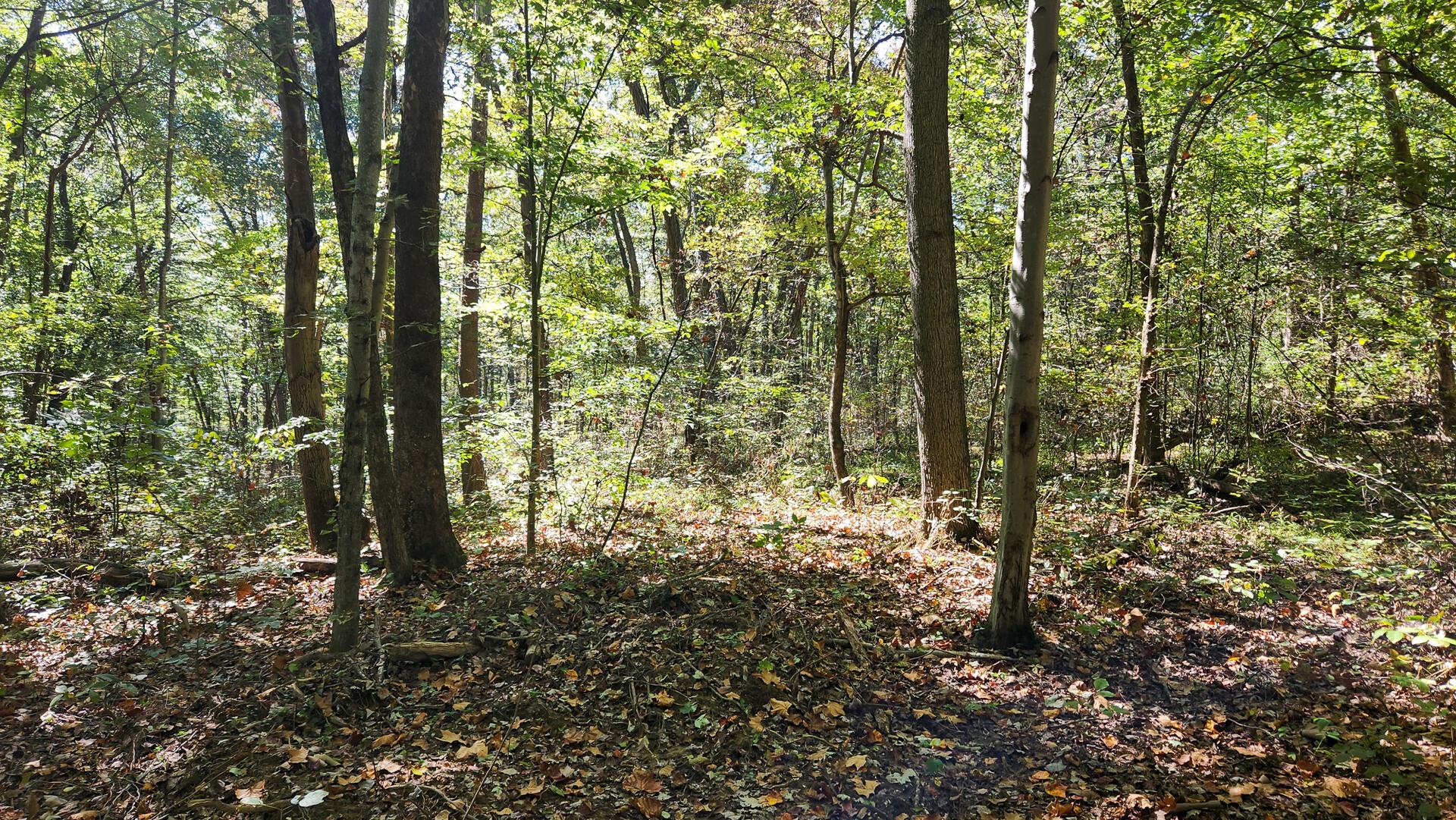 929 Poplar Ridge Road, Unit PONDS POPLAR RIDGE TRACT 14) Gallipolis, OH 45631 - Photo 17 of 30 CT-17