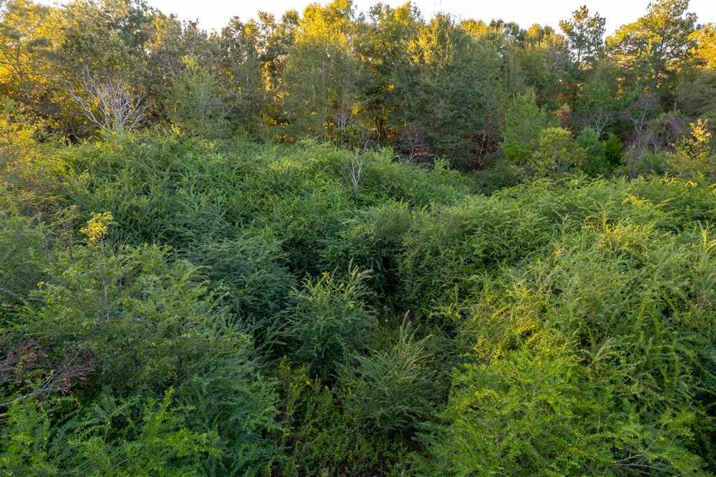 2226 Randall Wade Road Headland, AL 36345 - Photo 16 of 60