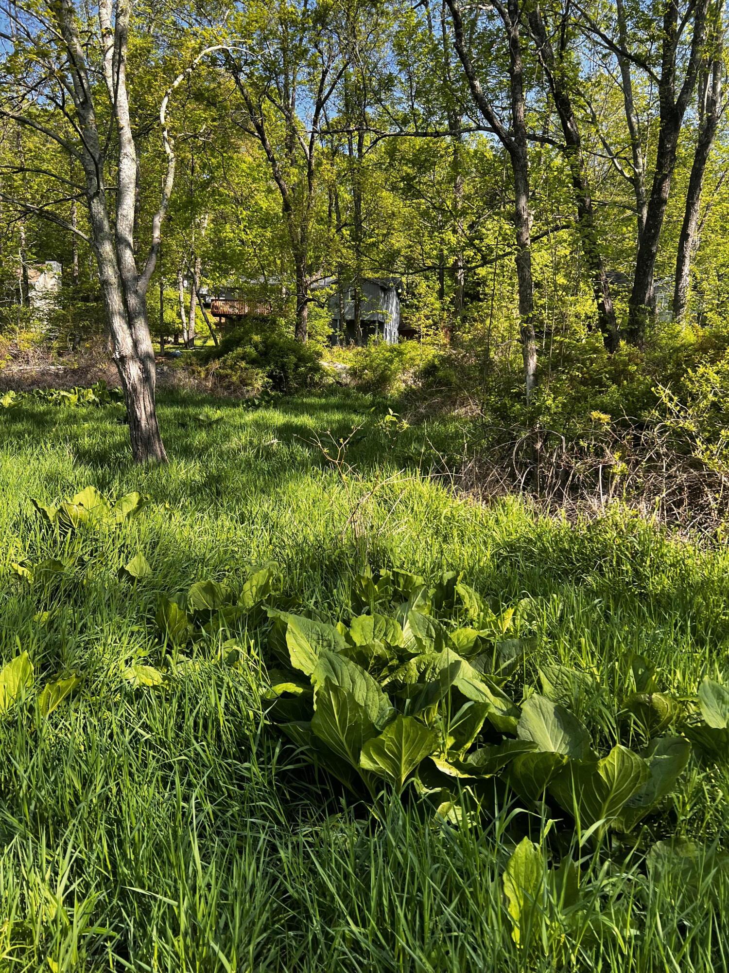 a view of a lush green forest