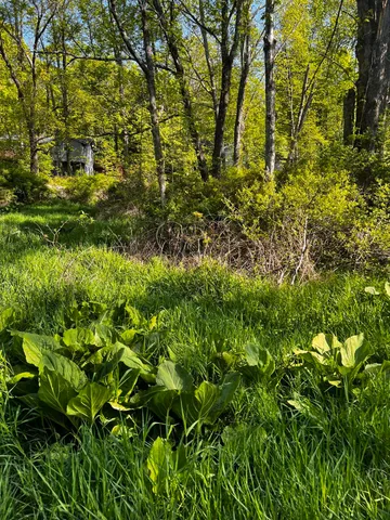 a view of a lush green space