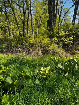 a view of a garden