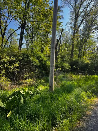 a view of a yard