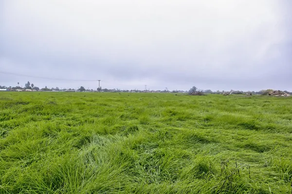 a view of a green field with lots of bushes