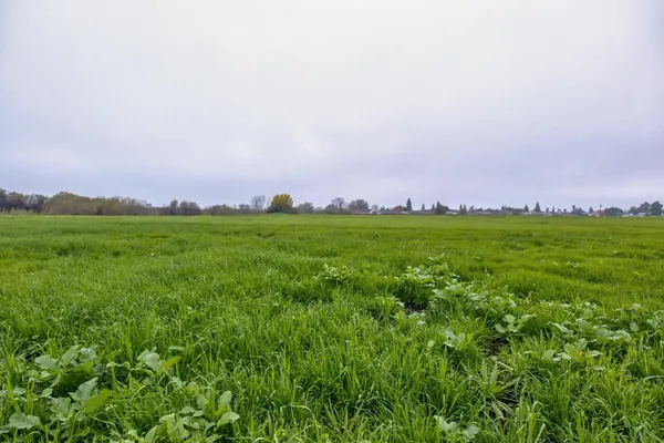 a view of a field with an ocean
