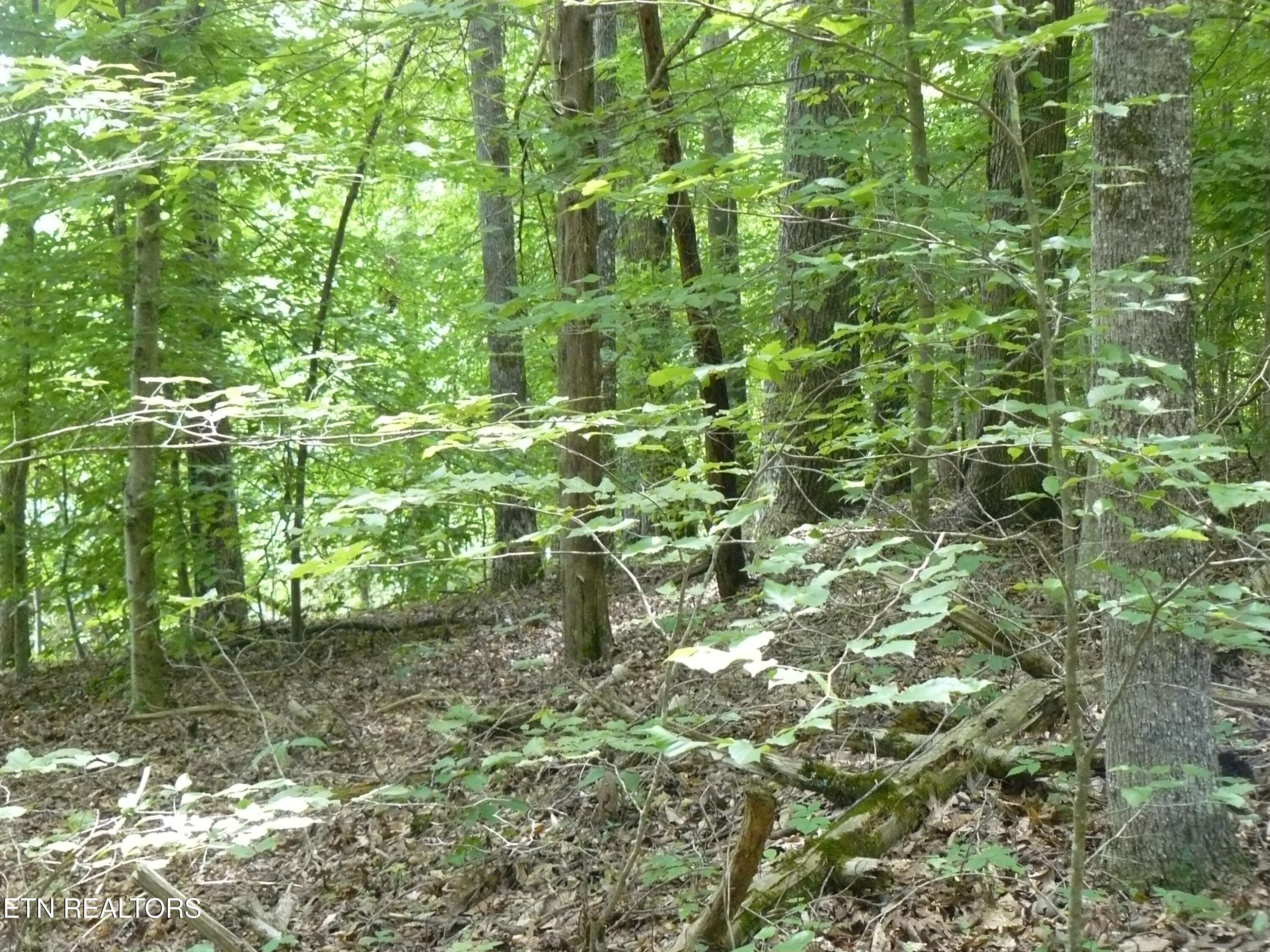 Tanglewood Road Sharps Chapel, TN 37866 - Photo 5 of 5 P1430306