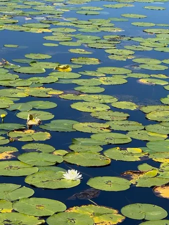 a view of lake and mountain