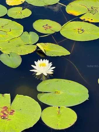 a view of a lake with houses in the back