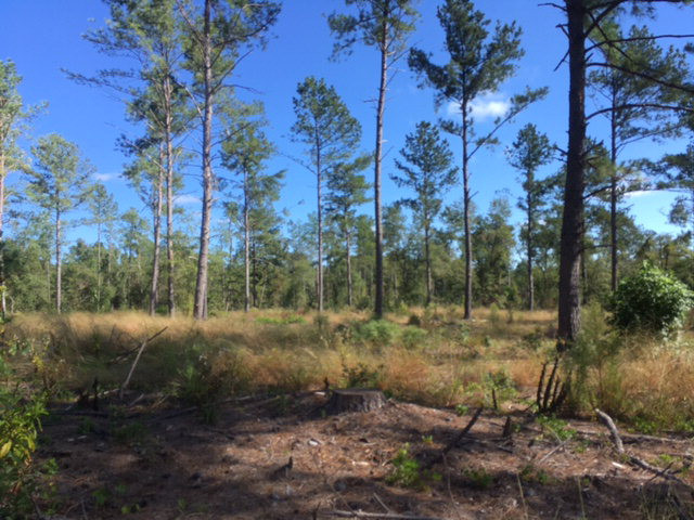 37.36-ac Butler Road Aiken, SC 29801 - Photo 1 of 7