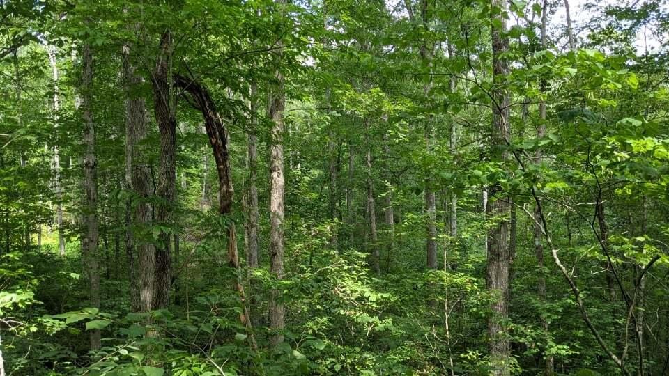 0 Volunteer Road Monterey, TN 38574 - Photo 12 of 31 Gallery Image 12