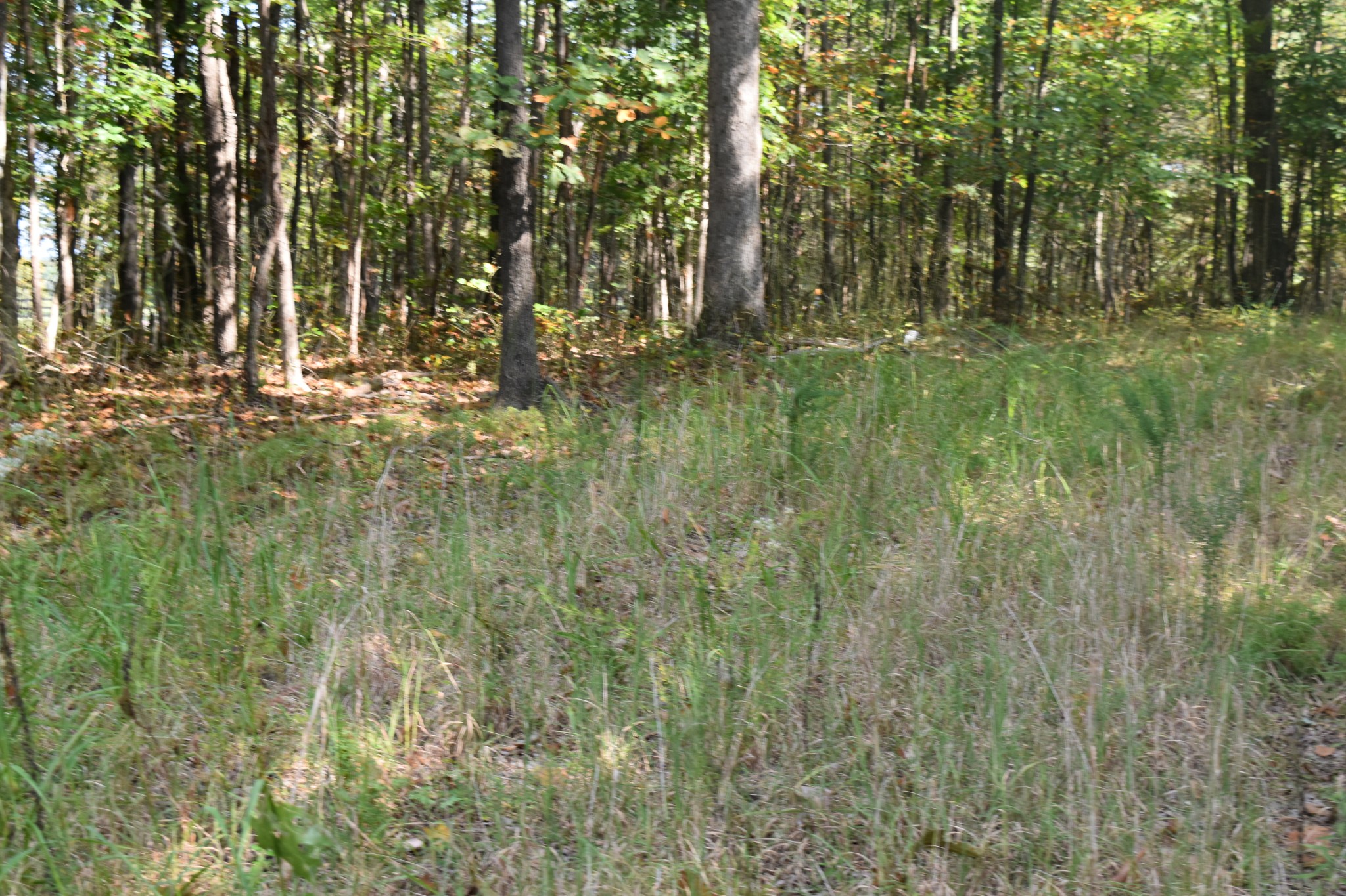 0 Stage Coach Road Sewanee, TN 37375 - Photo 48 of 50 Gallery Image 48