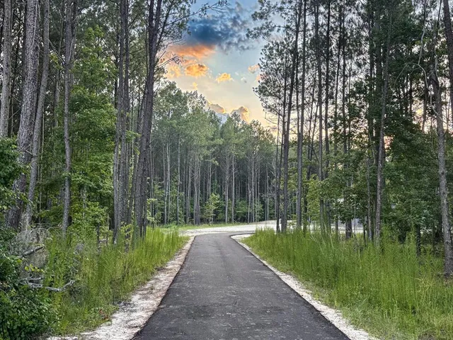 a view of a forest with trees in the background
