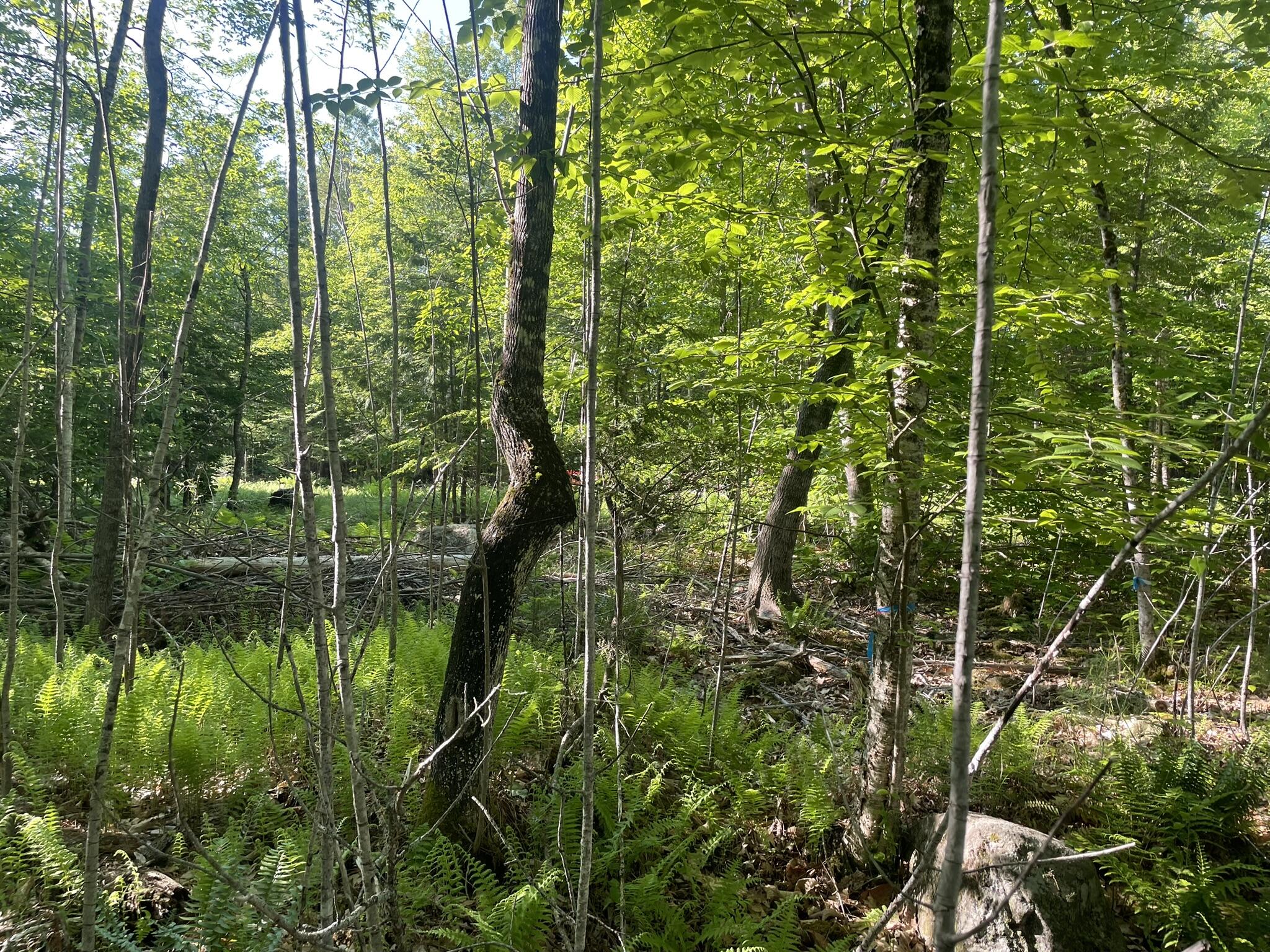 0 Macomber Road Readfield, ME 04355 - Photo 35 of 61 IMG_5670