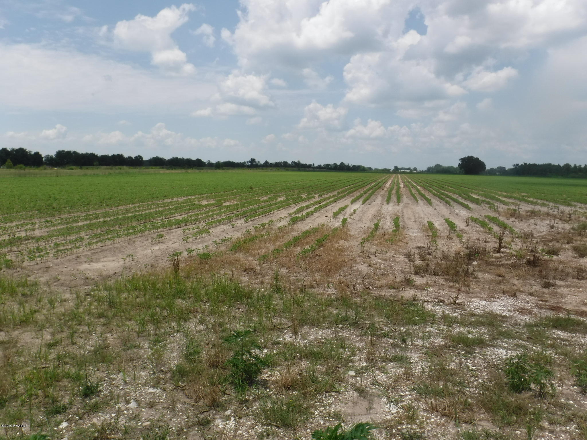 Tanner Road Scott, LA 70583 - Photo 3 of 7 DSCF6451