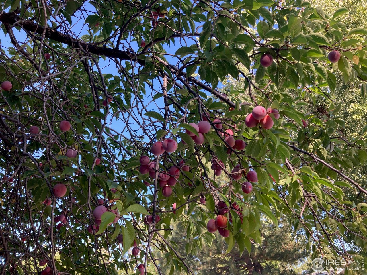 4559 Beachcomber Court Boulder, CO 80301 - Photo 20 of 21 Producing plum tree!
