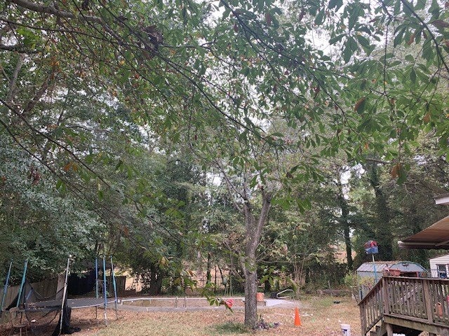 170 Maple Street Auburn, AL 36830 - Photo 9 of 10 Gallery Image 9