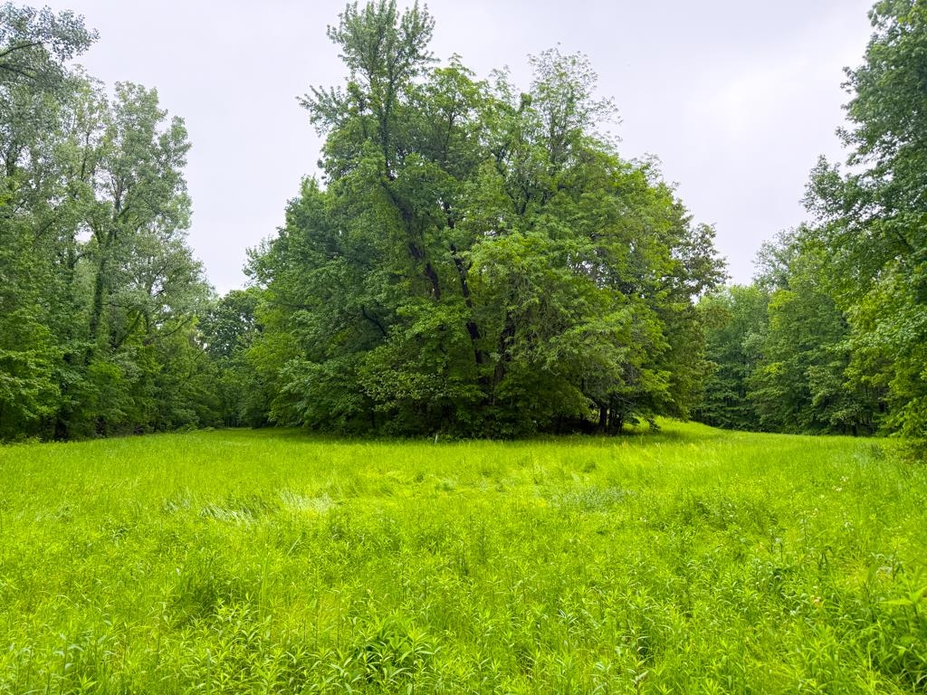 0 Poplar Grove Cemetery Road Henning, TN 38041 - Photo 18 of 40 Expansive grassy clearing surrounded by a dense tree line