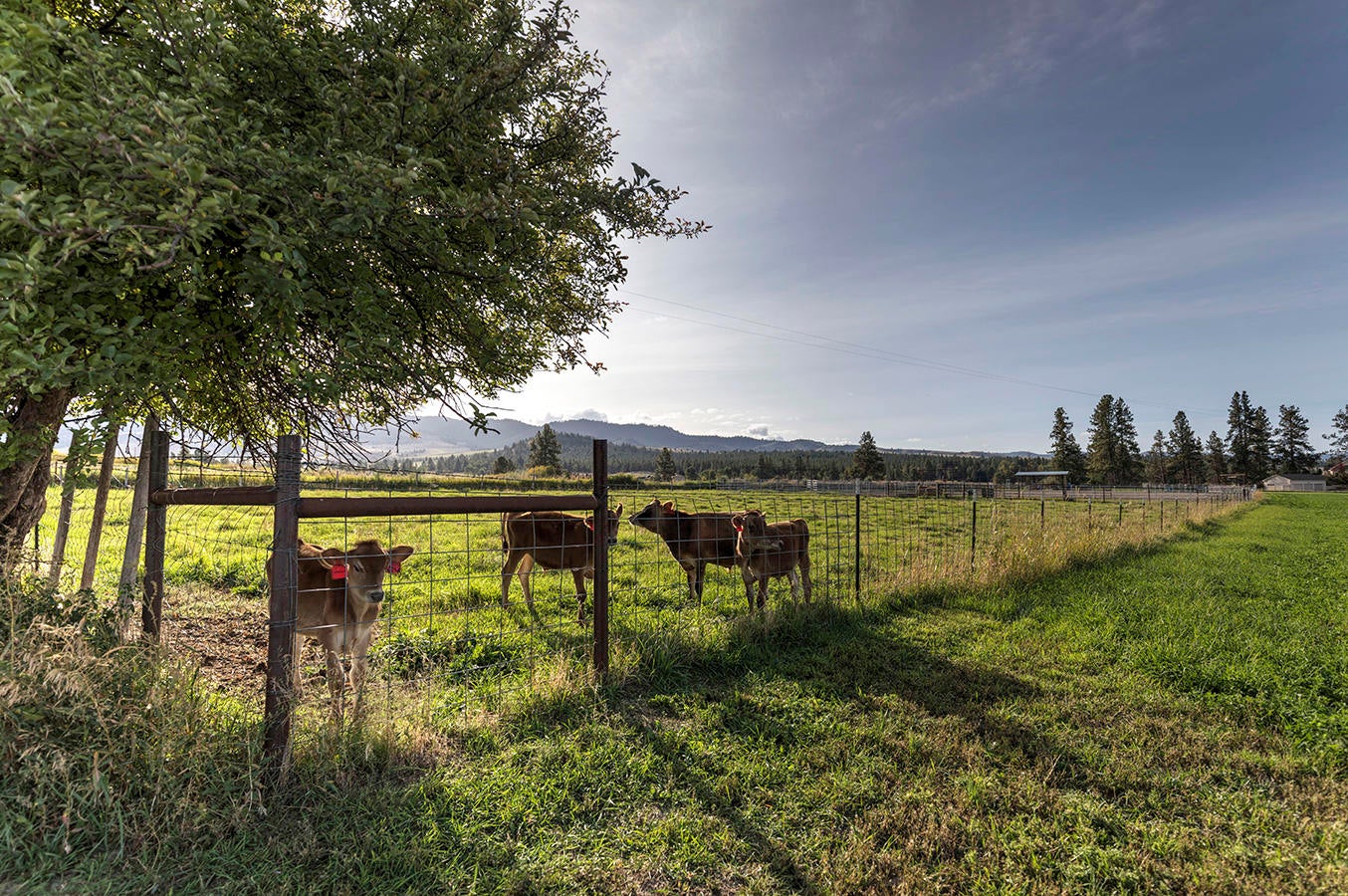 909 Hamilton Heights Road Corvallis, MT 59828 - Photo 21 of 118 Gallery Image 21