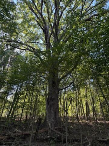 0 Wells Lane Guild, TN 37340 - Photo 5 of 9 image000005
