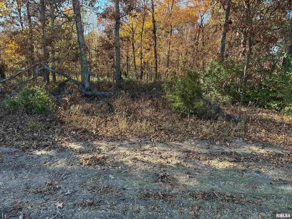 a view of a forest with trees in the background