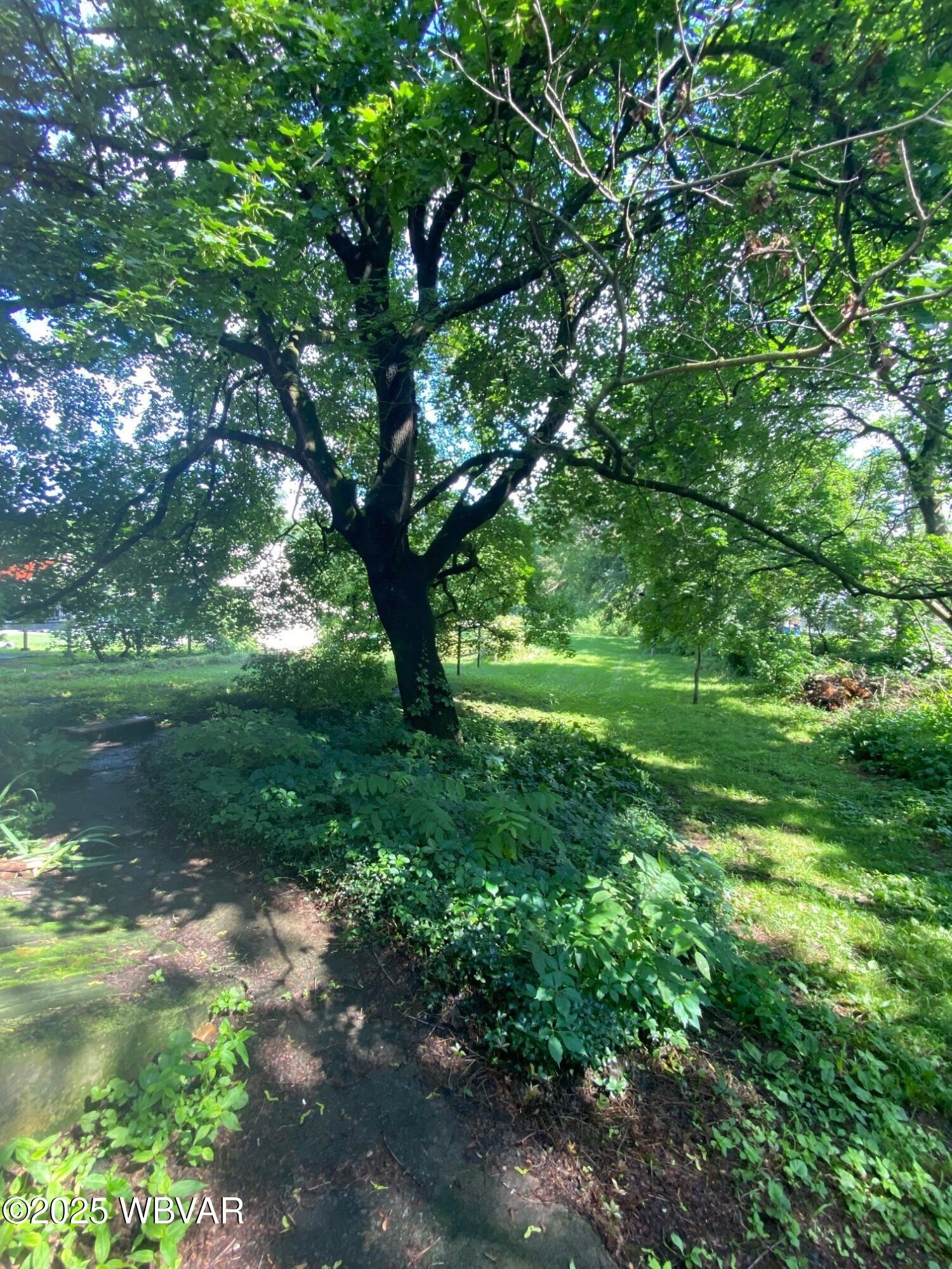 61 Fairground Road Mill Hall, PA 17751 - Photo 23 of 27 Historic tree and backyard