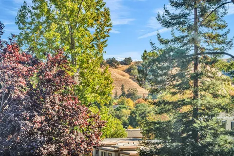 a view of yard with green space and trees in back