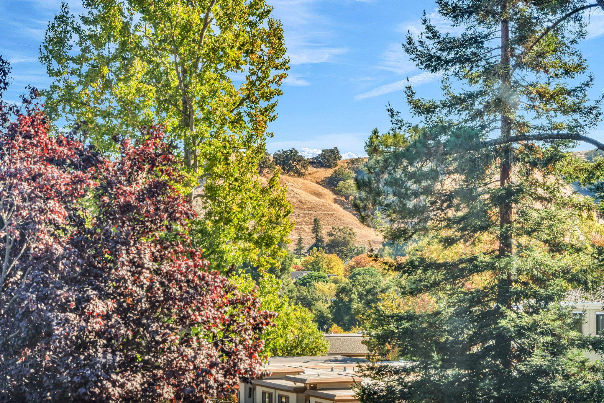 a view of yard with green space and trees in back