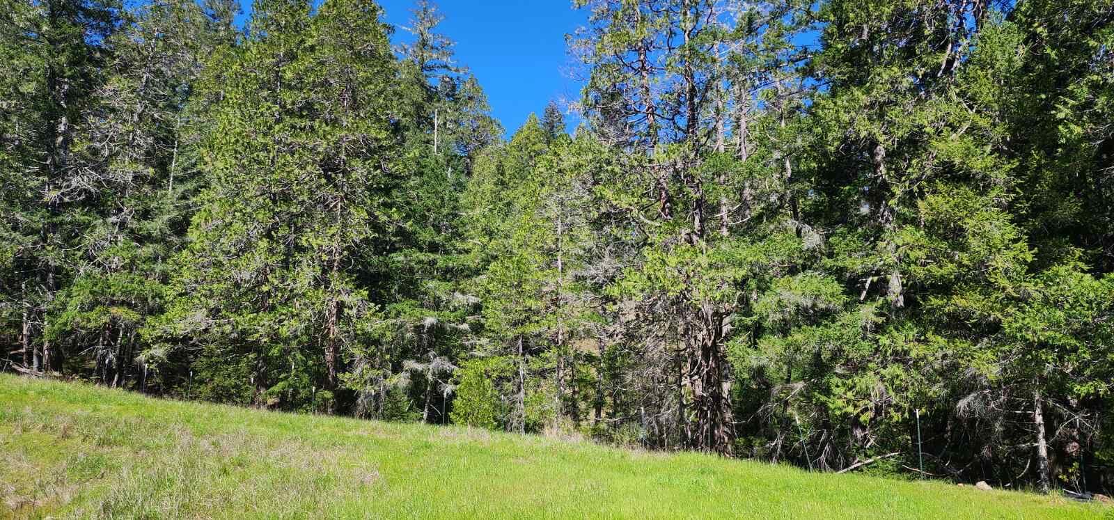 0 Salmon Creek Road Miranda, CA 95553 - Photo 19 of 19