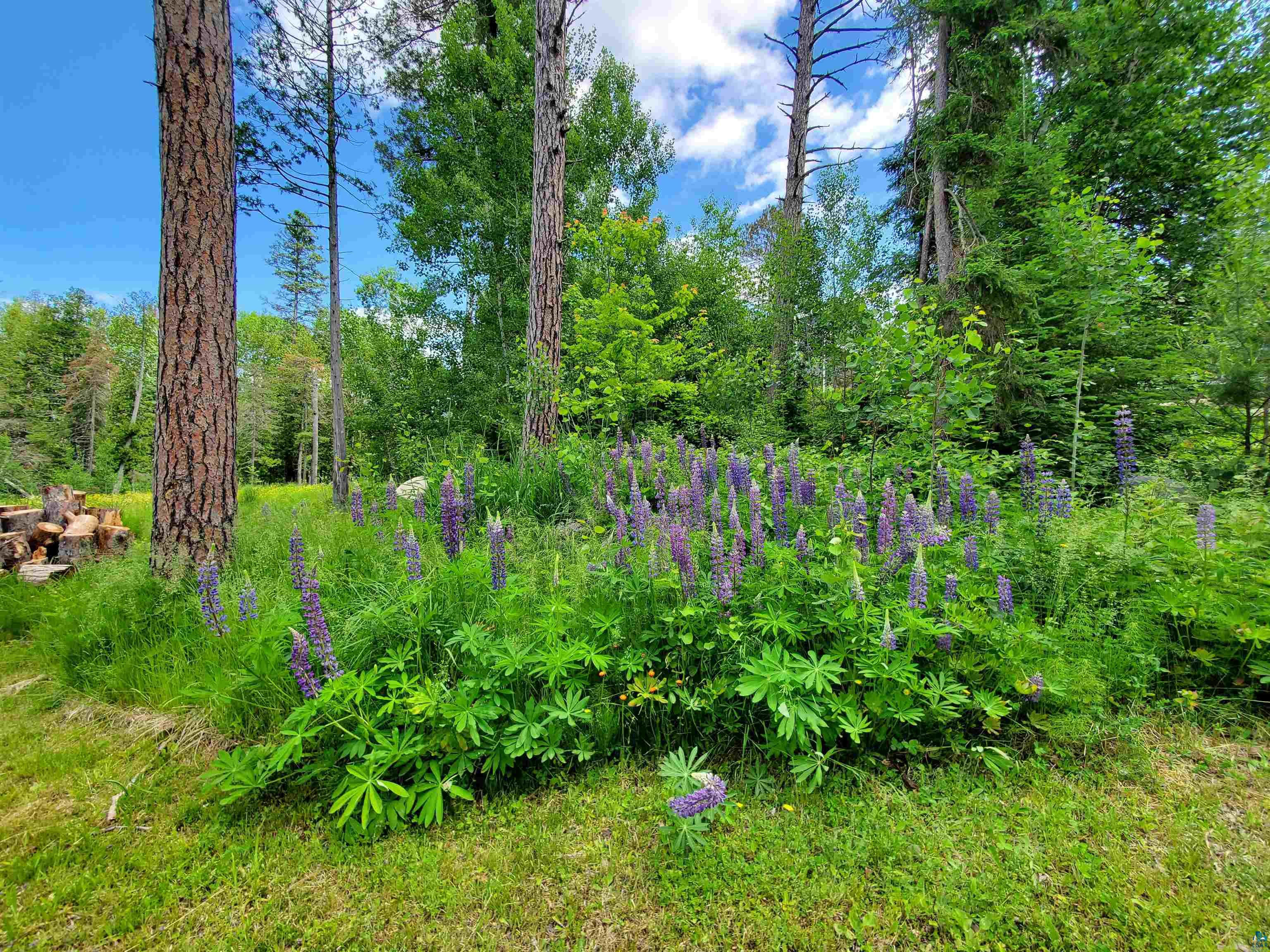 13462 Villa Road Ely, MN 55731 - Photo 55 of 68 View of nature