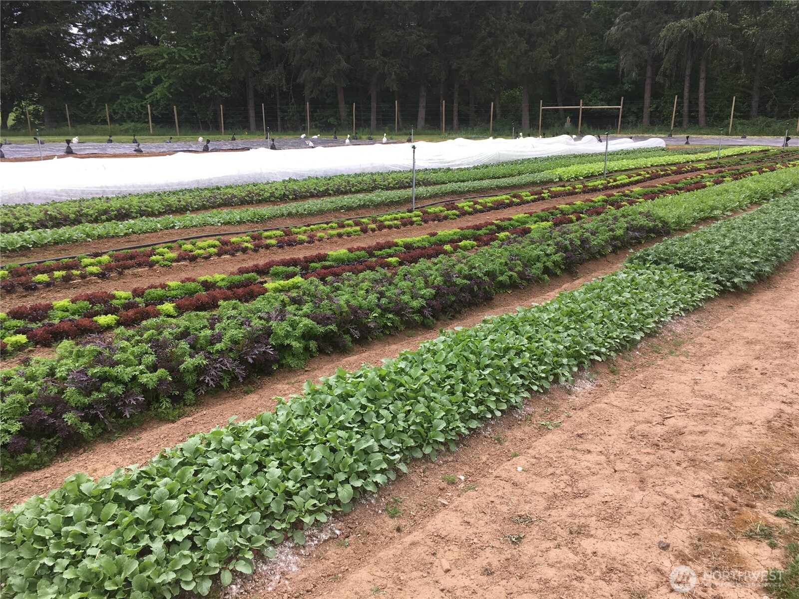 217 Bay Road Winlock, WA 98596 - Photo 34 of 37