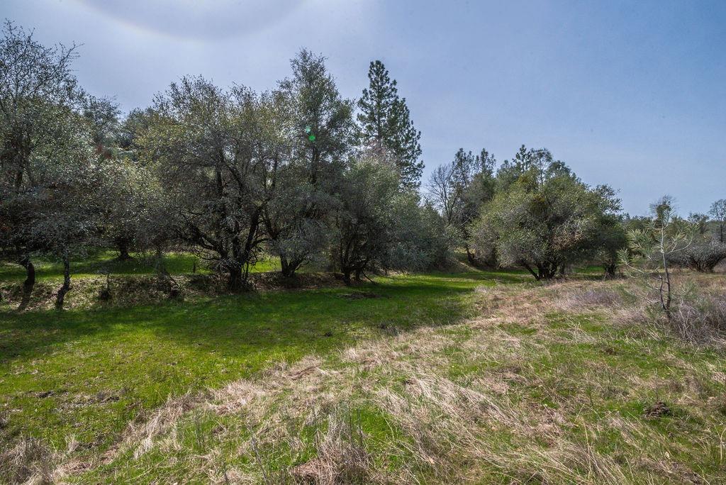 8260 Fairplay Road Somerset, CA 95684 - Photo 11 of 21 a view of a field with trees