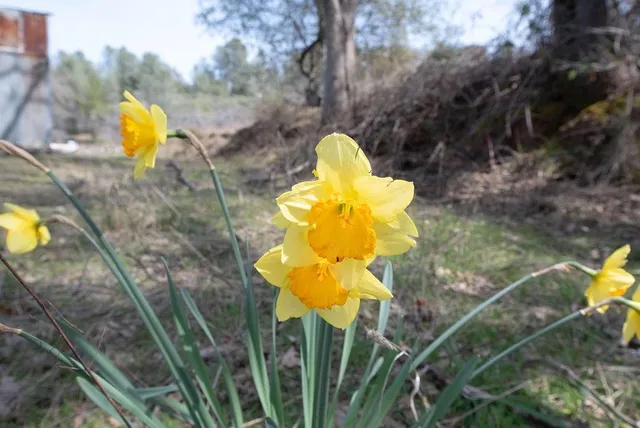 a view of a house with swimming pool and a yard with chairs