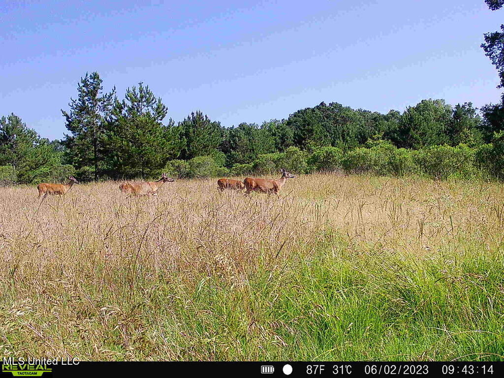 2 Dudley Road Vicksburg, MS 39180 - Photo 30 of 49 5233BFDC-89F5-47B9-8C57-76D5FD47744A_1_1