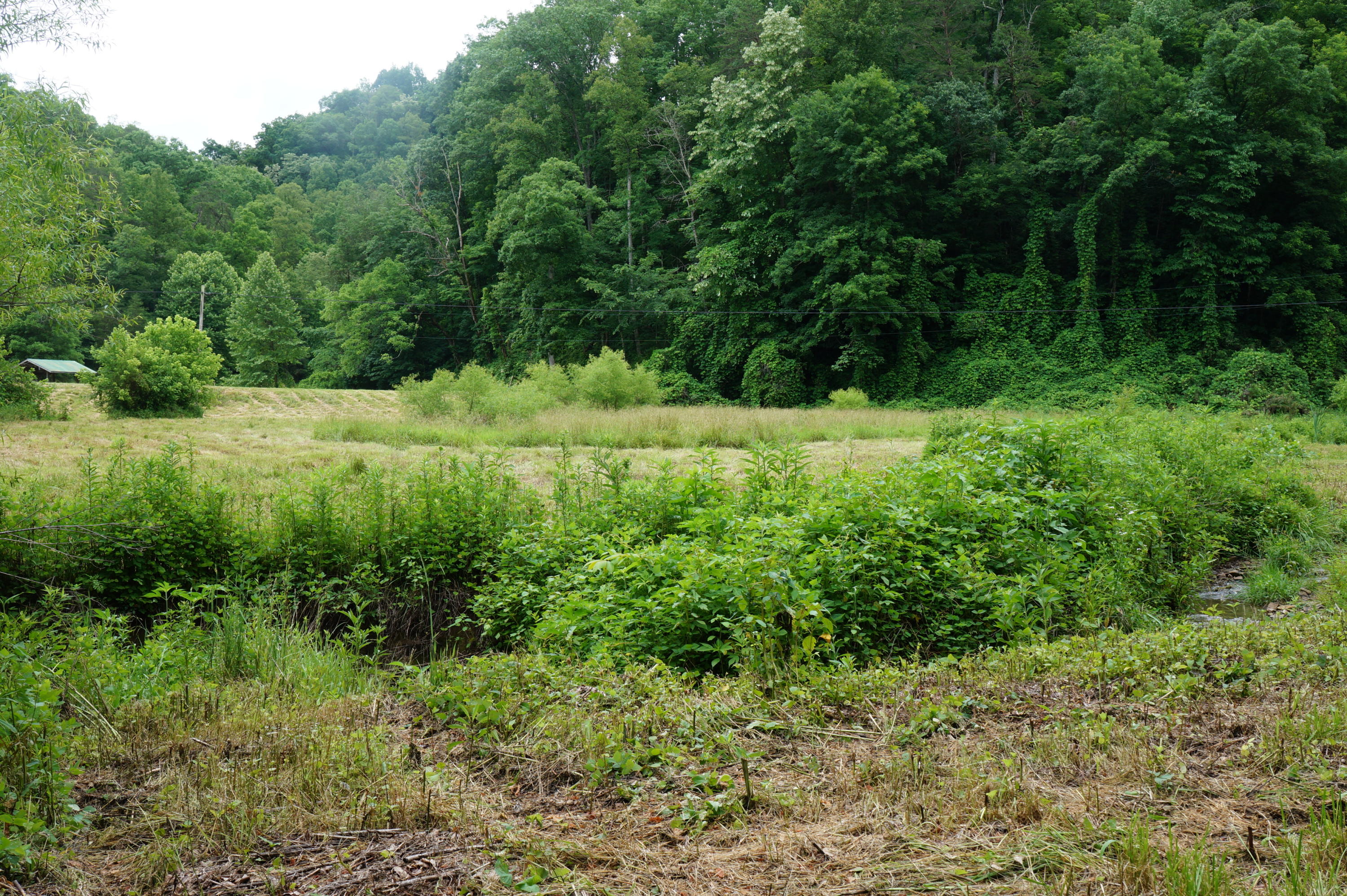 1079 Lower Caney Valley Road Tazewell, TN 37879 - Photo 3 of 17 DSC09258