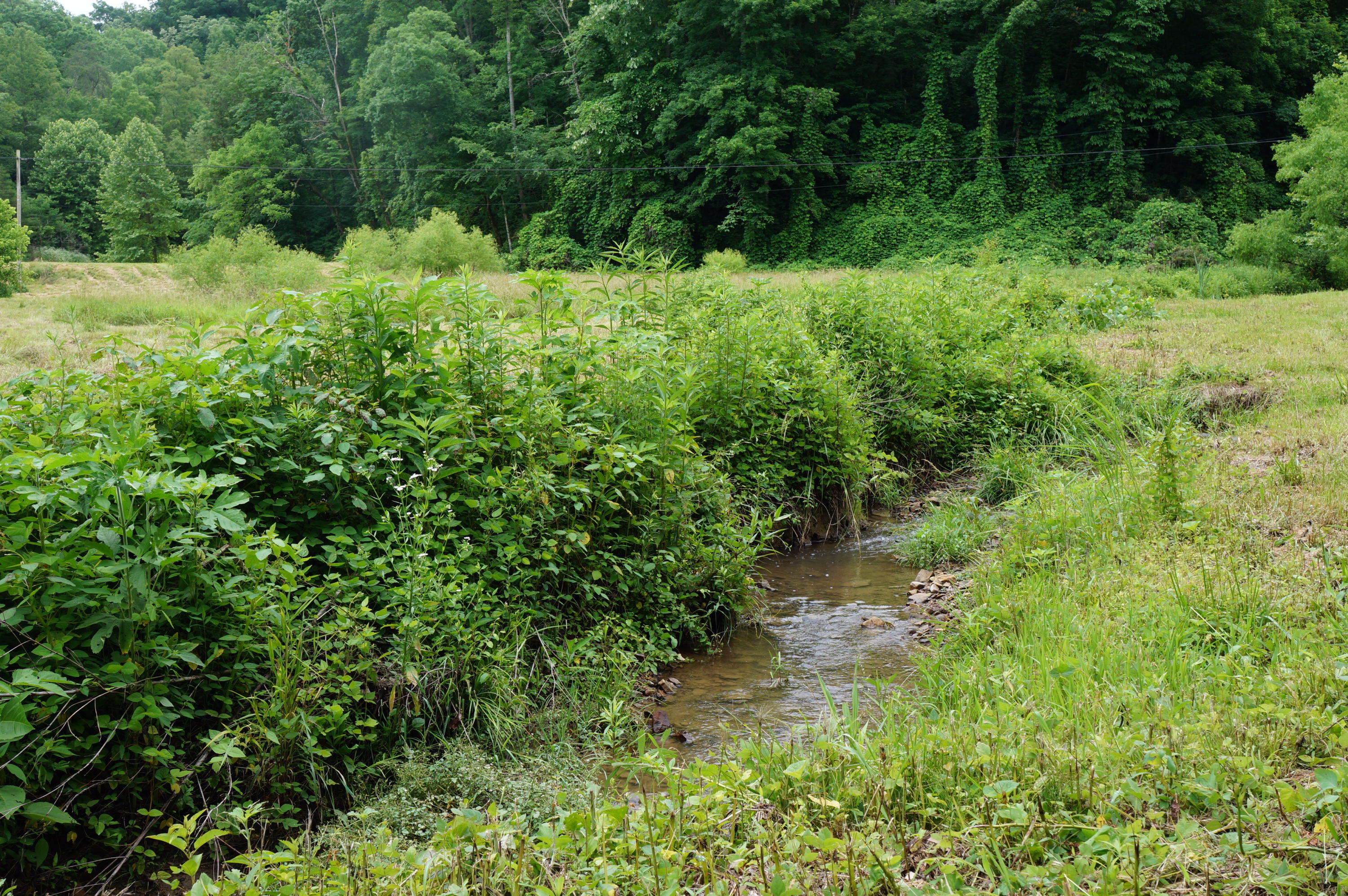 1079 Lower Caney Valley Road Tazewell, TN 37879 - Photo 4 of 17 DSC09259