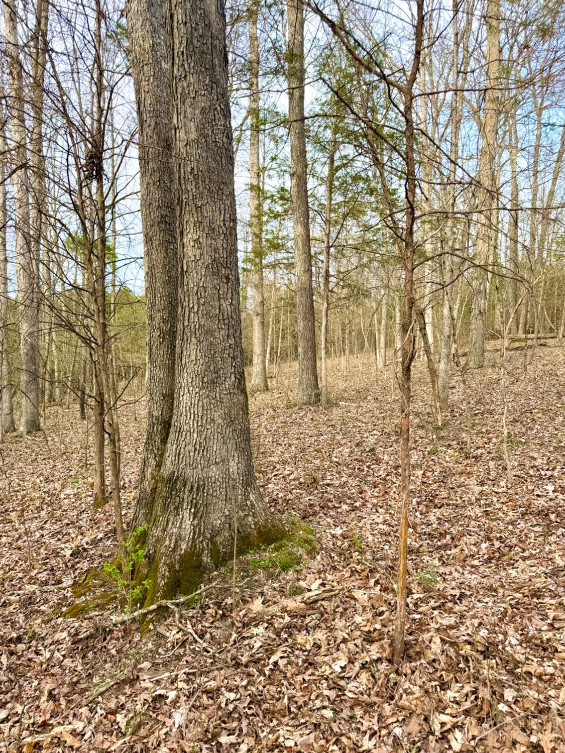 1600 Magee Jones Road Peebles, OH 45660 - Photo 61 of 91