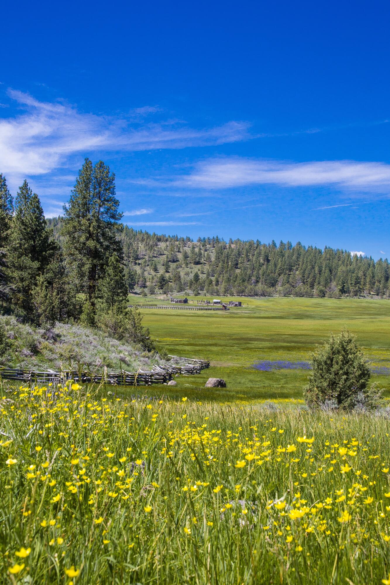 0 Fishhole Creek Road Bly, OR 97622 - Photo 30 of 38 wildflower meadow valley landscape orego
