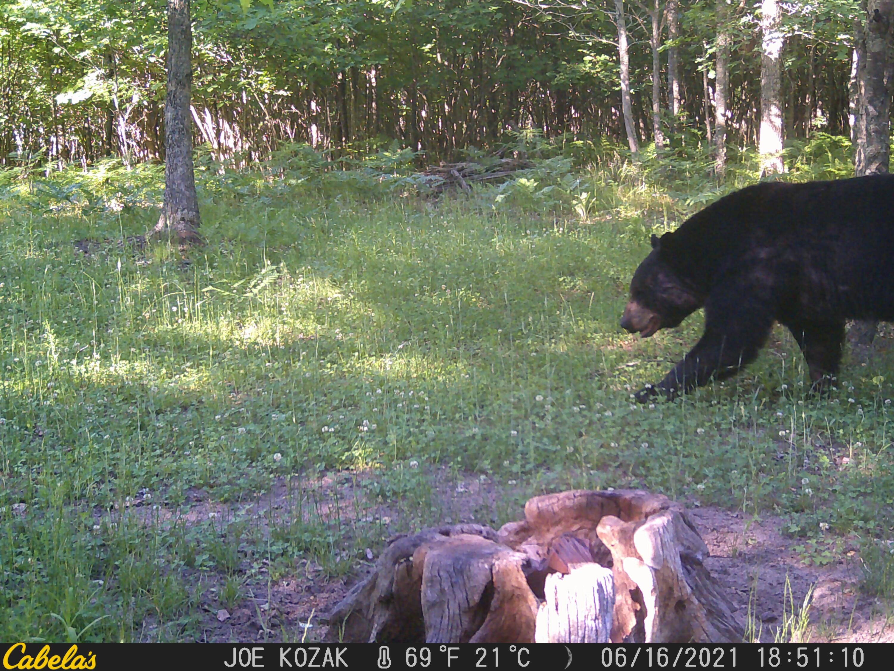 7 West Mile Road Irons, MI 49644 - Photo 16 of 49 06160661