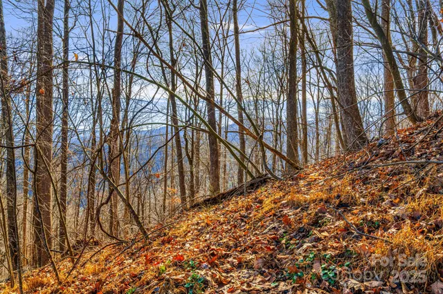 a view of a dry yard