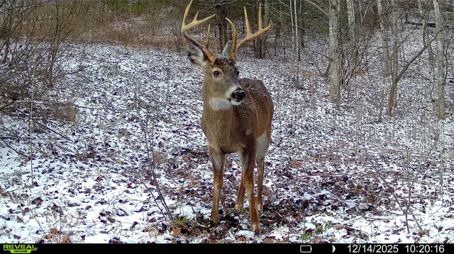 a picture of a tree in a yard