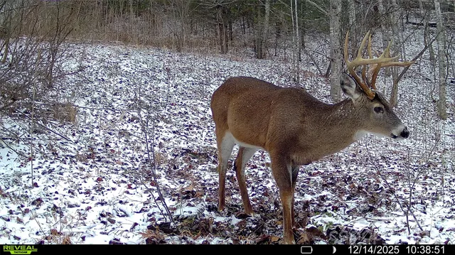 a vase of flowers sitting on a table