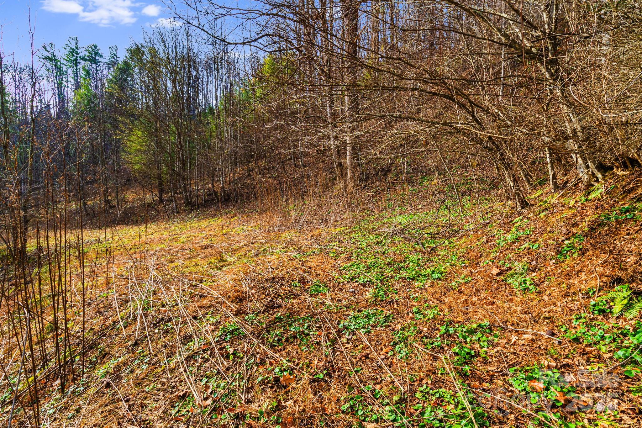 Tbd Tbd Lost Hollow Road Burnsville, NC 28714 - Photo 8 of 24 a view of a yard with some trees