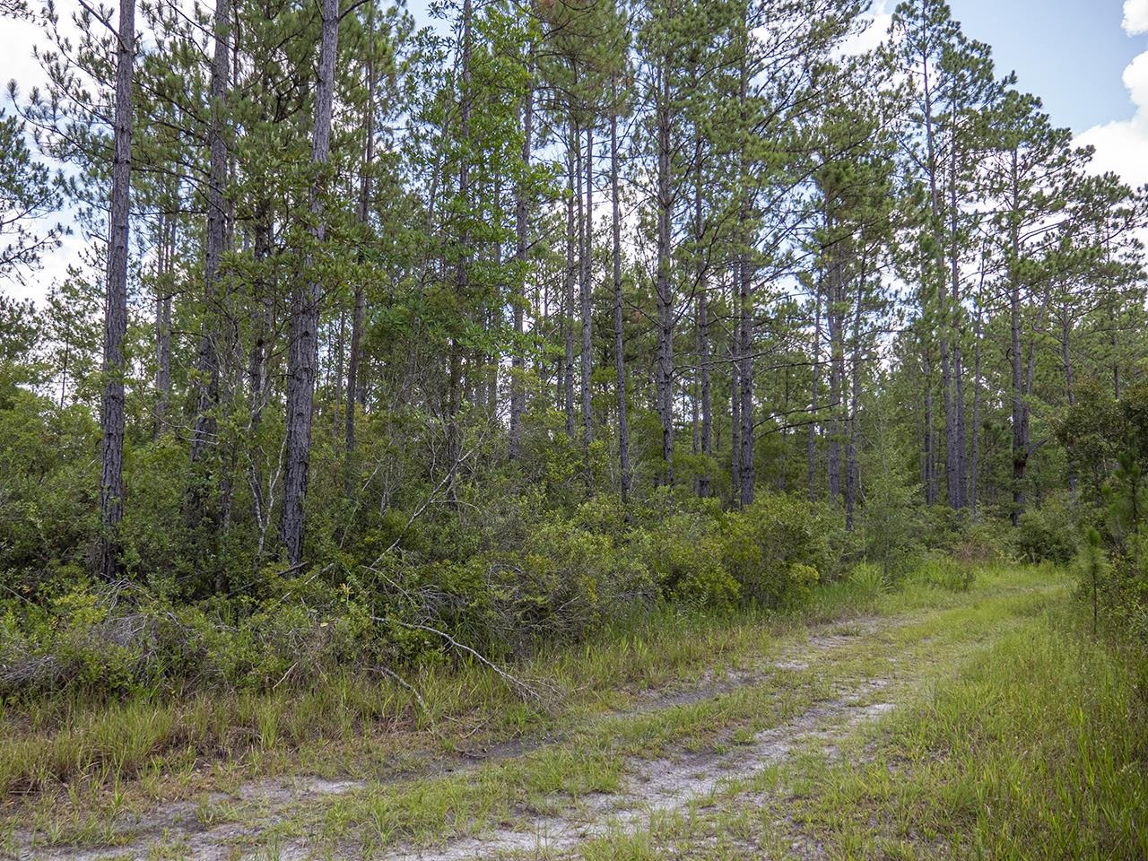 Vacant Southwest Hike Lake Road Madison, FL 32340 - Photo 9 of 35