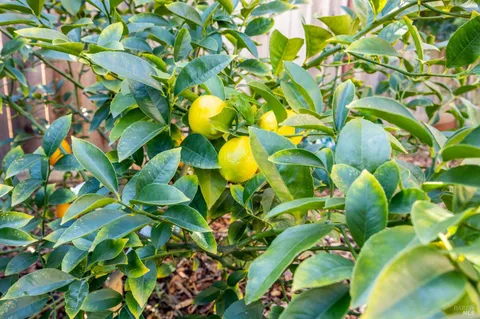 $1,250,000 | 218 Windsor Drive, Petaluma, CA 94952