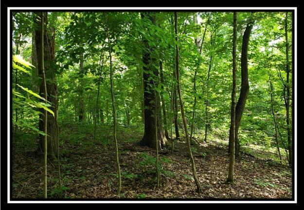 0 Pedigo Ridge Road, Unit TRACT 5) Nelsonville, OH 45764 - Photo 25 of 56 image024