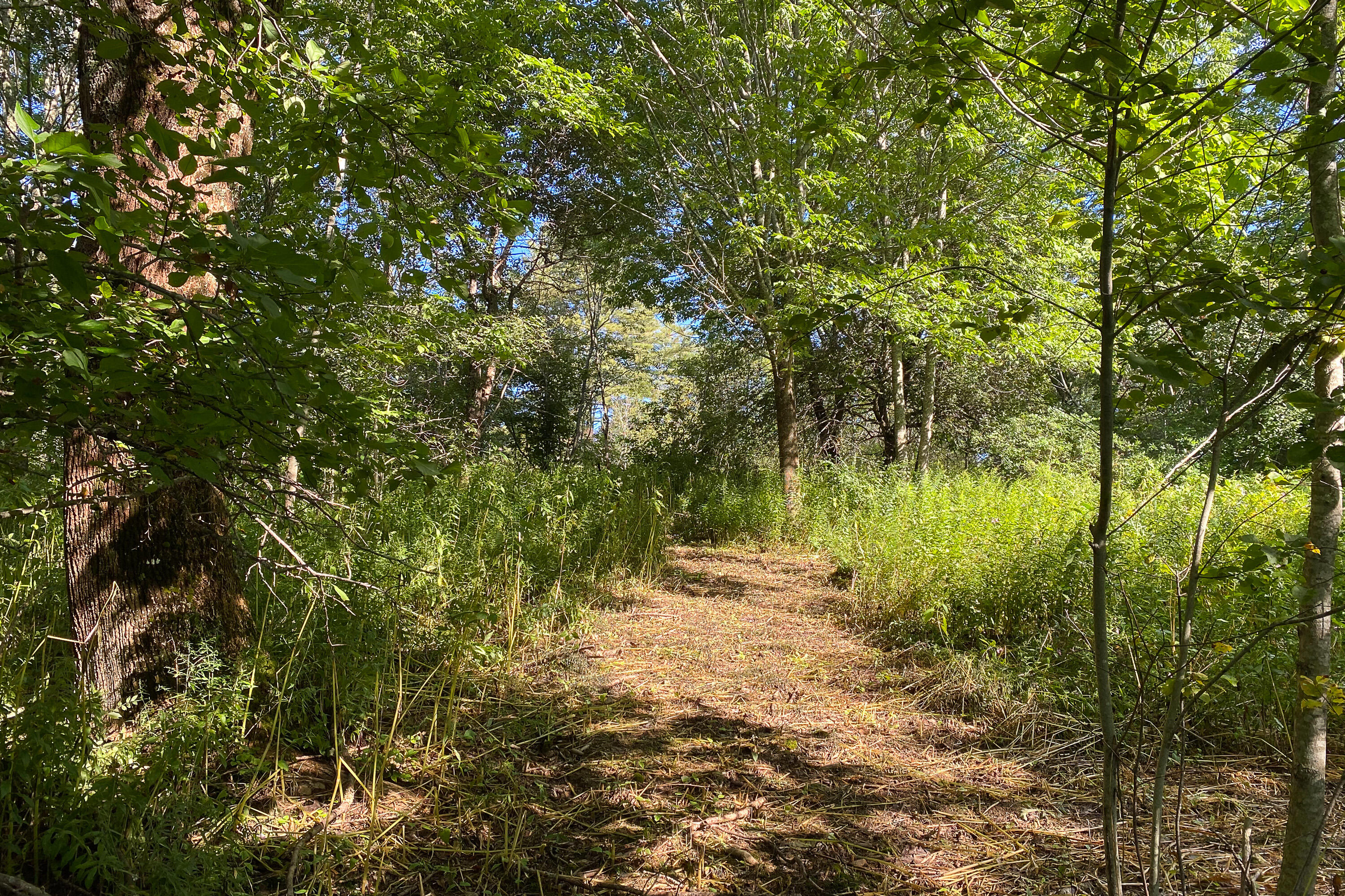 Lot 8 Treasure Point Road Tenants Harbor, ME 04860 - Photo 19 of 35 00TreasurePoint_LAND_26_S_print